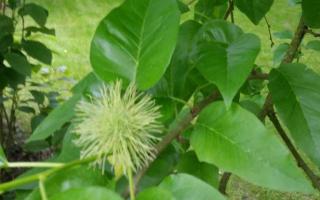 Maclura pomifera vrucht