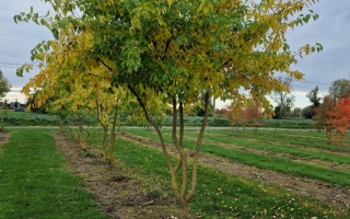 Maclura pomifera