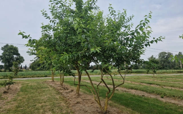 Maclura pomifera