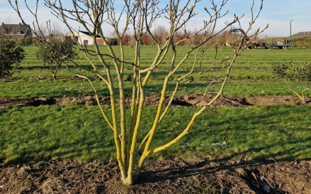 Magnolia soulangeana 'Alba Superba'