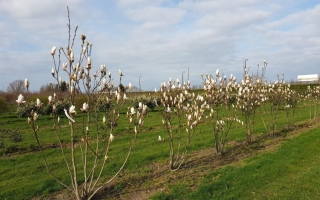 Magnolia soulangeana 'Alba Superba' 175-200