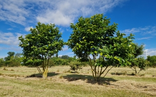 Magnolia soulangeana 'Alba superba'