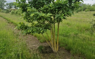 Magnolia soulangeana 'Alba superba'
