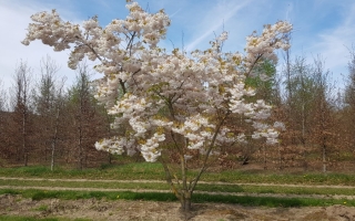 Prunus serrulata 'Fugenzo' meerstammig 400-500