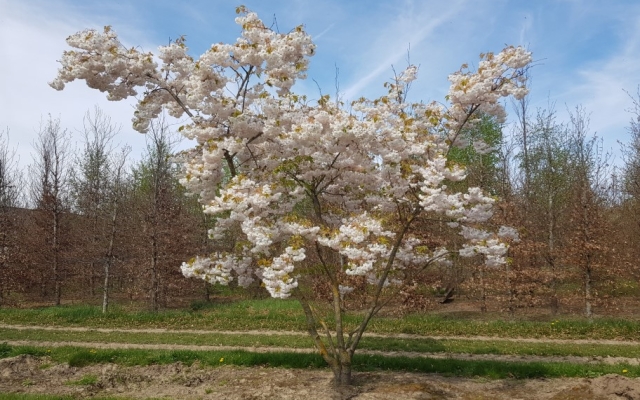 Prunus serrulata 'Fugenzo'