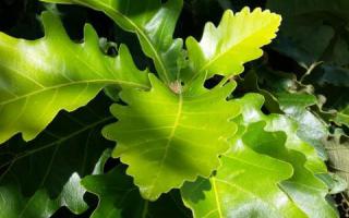 Quercus dentata 'Carl ferris miller' blad