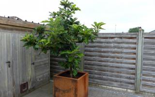 Quercus dentata 'Carl ferris miller' meerstammig in pot