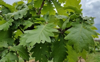 Quercus dentata carl ferris miller (2)