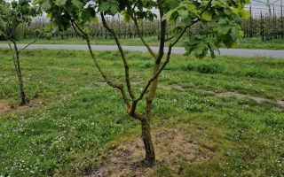 Quercus dentata 'Carl Ferris Miller' 3