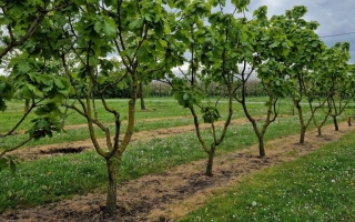 Quercus dentata carl ferris miller
