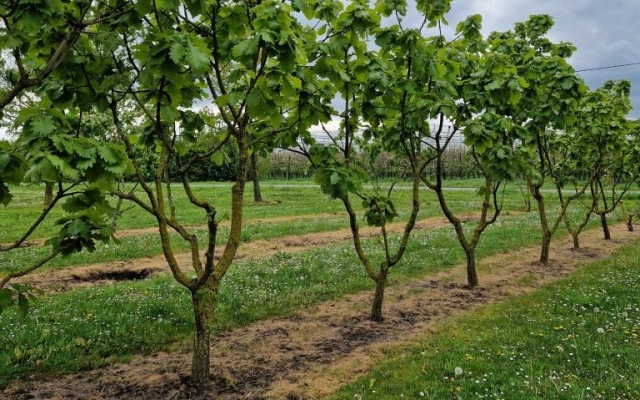 Quercus dentata 'Carl ferris miller'
