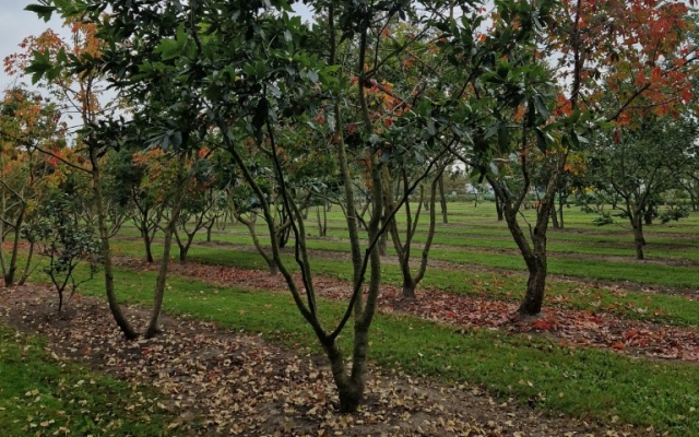 Quercus rhysophylla 'Maya'