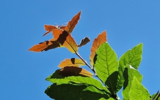 Quercus rhysophylla 'Maya'