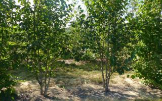 Corylus colurna meerstammig 300-350