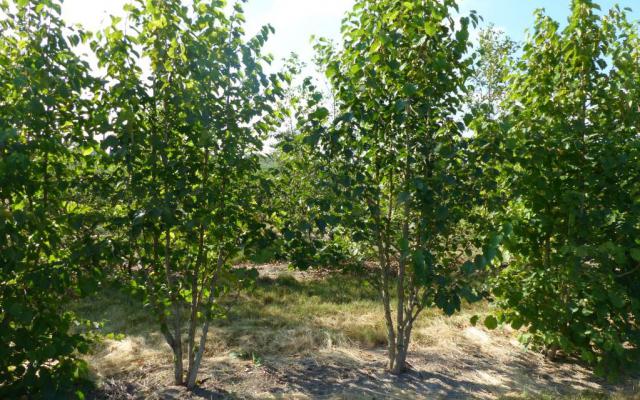 Corylus colurna