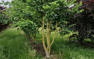 Corylus colurna meerstammig