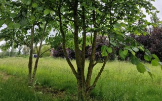 Corylus colurna