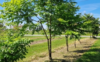 gymnocladus dioicus
