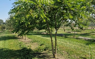Gymnocladus dioica
