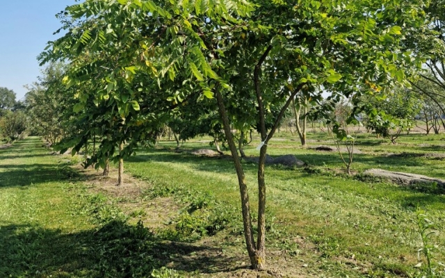 Gymnocladus dioica