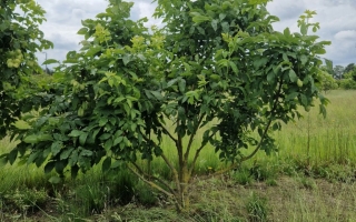 Staphylea pinnata 2