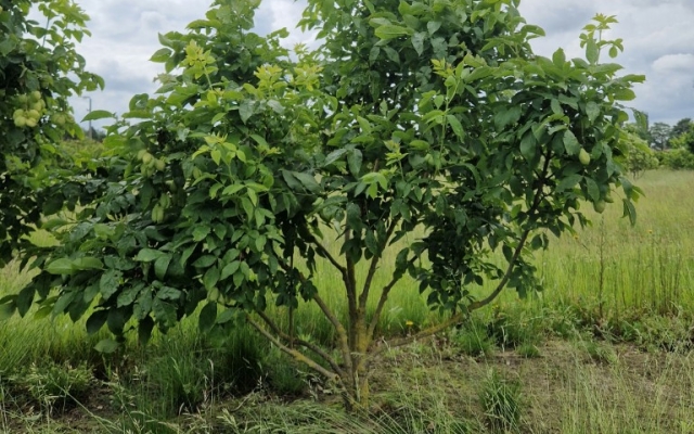 Staphylea pinnata
