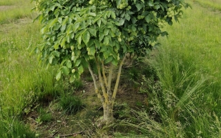 Staphylea pinnata
