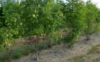 Staphylea colchica meerstam