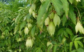 Staphylea colchica vrucht