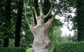 Fraxinus excelsior knotboom