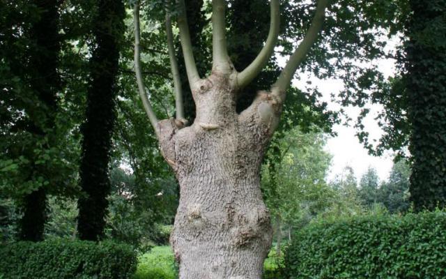 Fraxinus excelsior