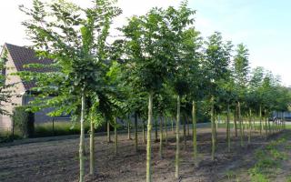 Fraxinus excelsior knot 20-25