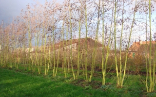 Alnus glutinosa meerstammig 600-700