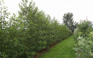 Alnus glutinosa meerstammig 400-500