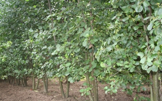 Alnus glutinosa