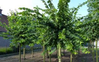 Ulmus laevis knotboom 25-30