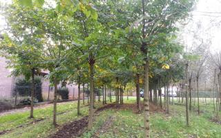 Ulmus laevis knotboom 30-35