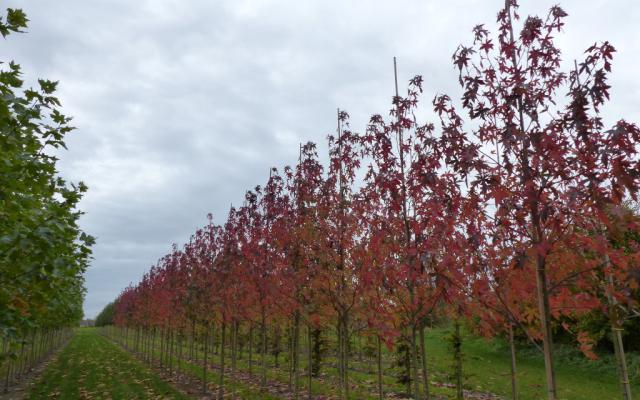 Liquidambar styraciflua 'Worplesdon'