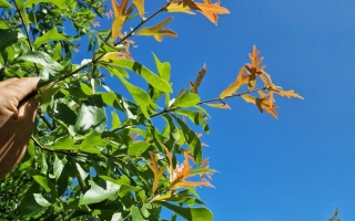 Quercus nigra (2)