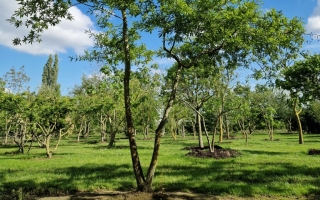 Quercus nigra 2