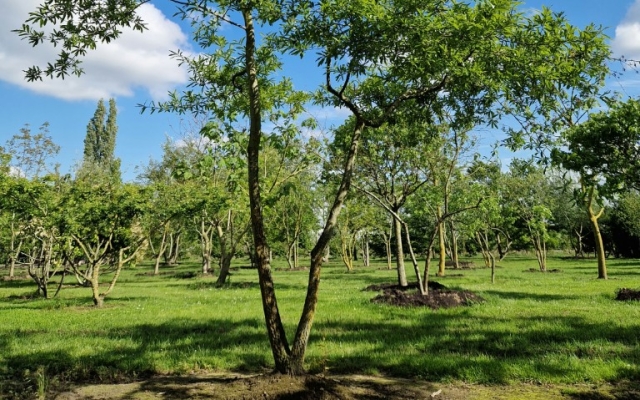 Quercus nigra