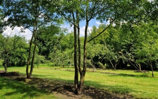 Quercus nigra
