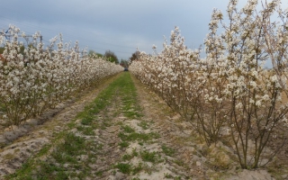 Amelanchier lamarckii meerstammig 200-250 2