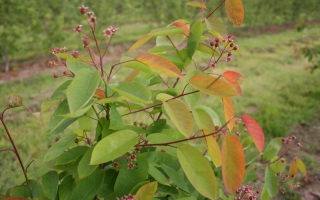 Amelanchier lamarckii meerstammig