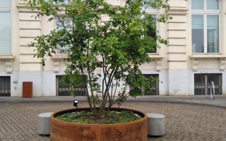 Amelanchier lamarckii in pot