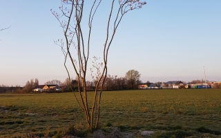 Amelanchier lamarckii meerstammig 400-500