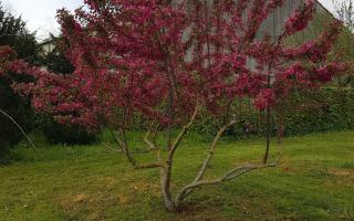 Malus toringo 'Scarlett' 350-400