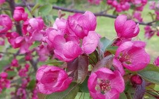 Malus toringo 'Scarlett' bloei