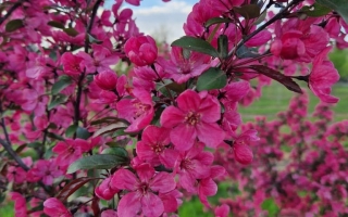Malus toringo 'Scarlett' (3)