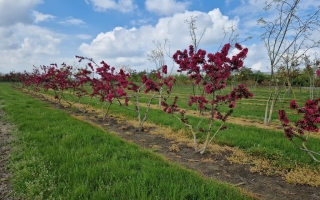 Malus toringo 'Scarlett'